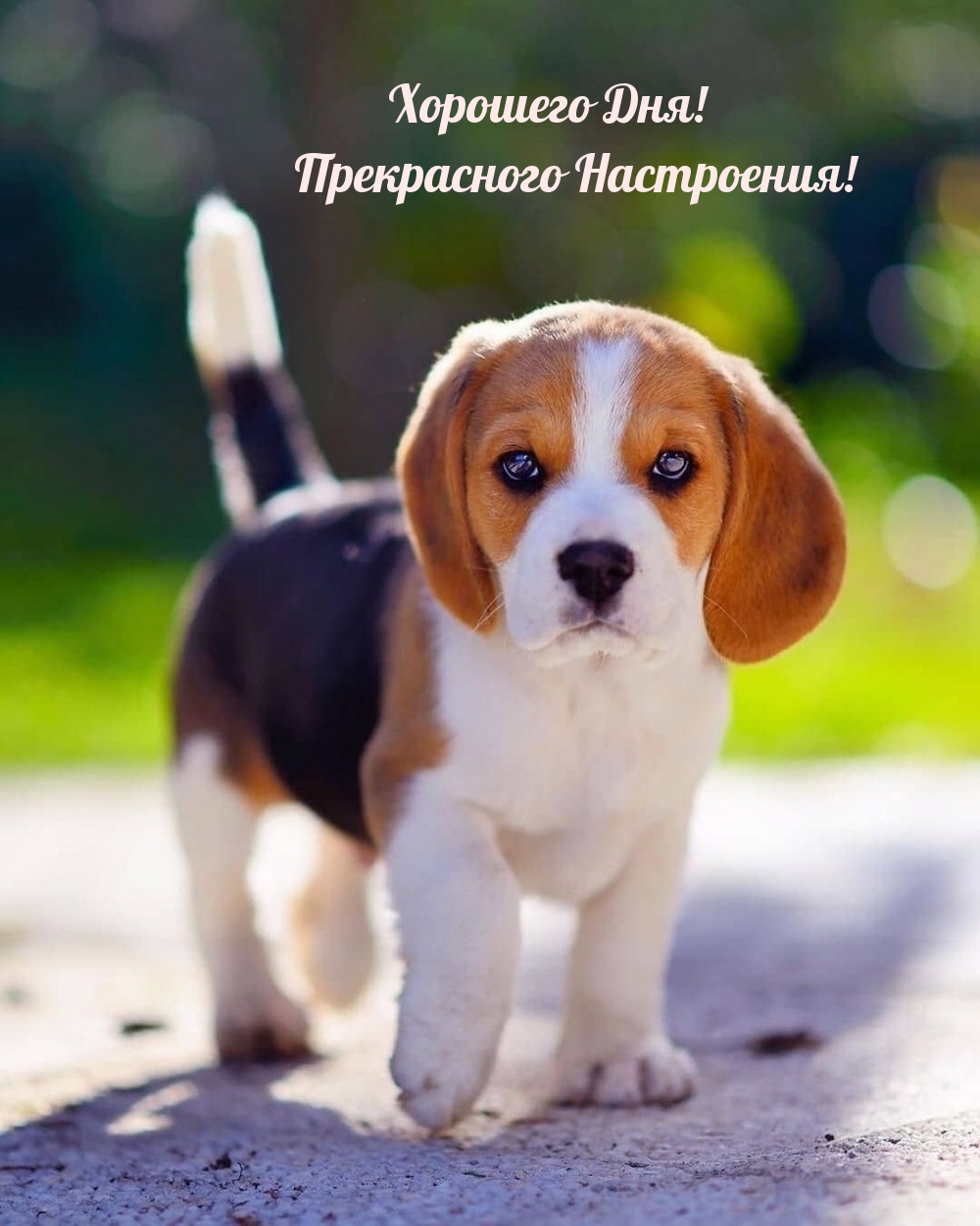 Хорошего Дня! Прекрасного Настроения!