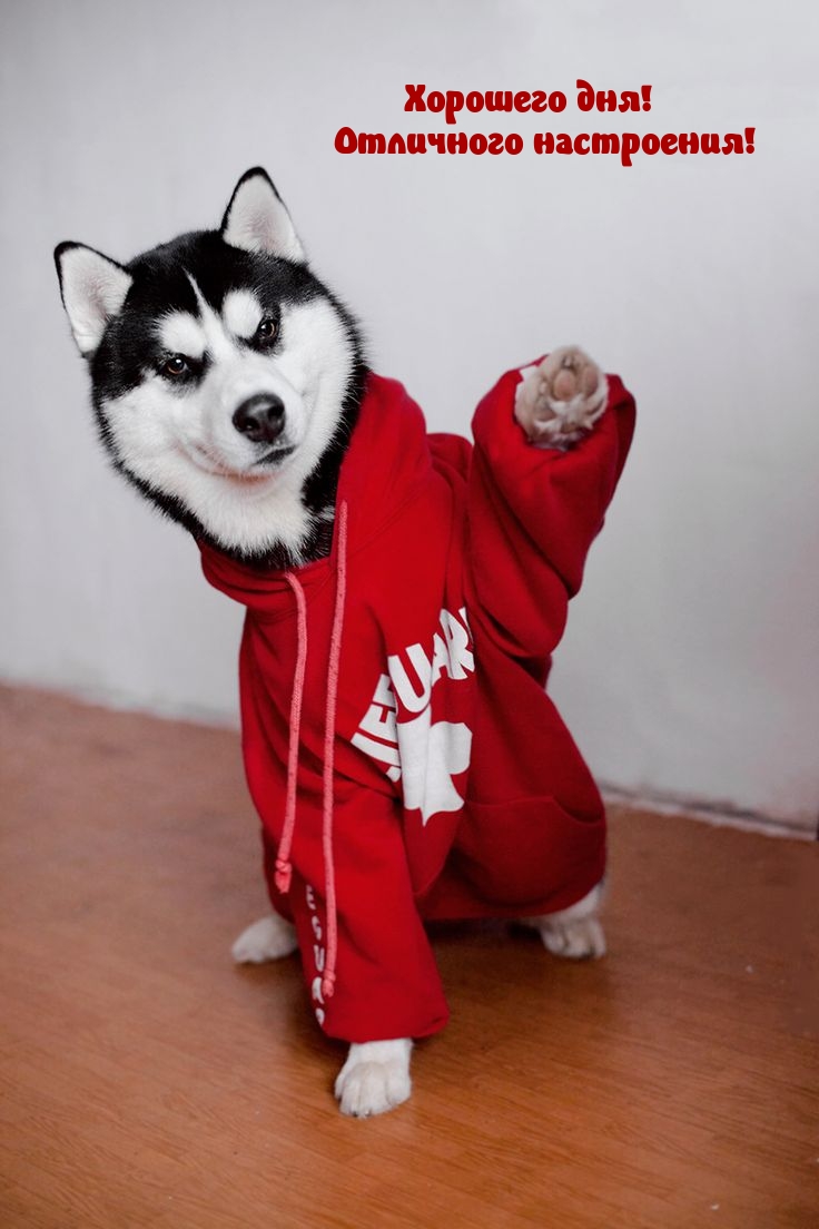 Хорошего дня! Отличного настроения! 