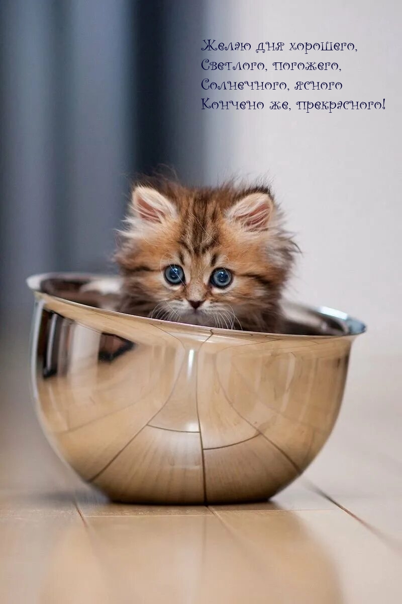 Желаю дня хорошего, светлого, погожего