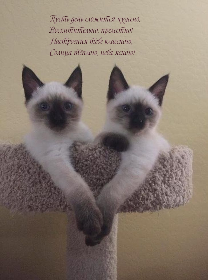 Пусть день сложится чудесно, восхитительно, прелестно!