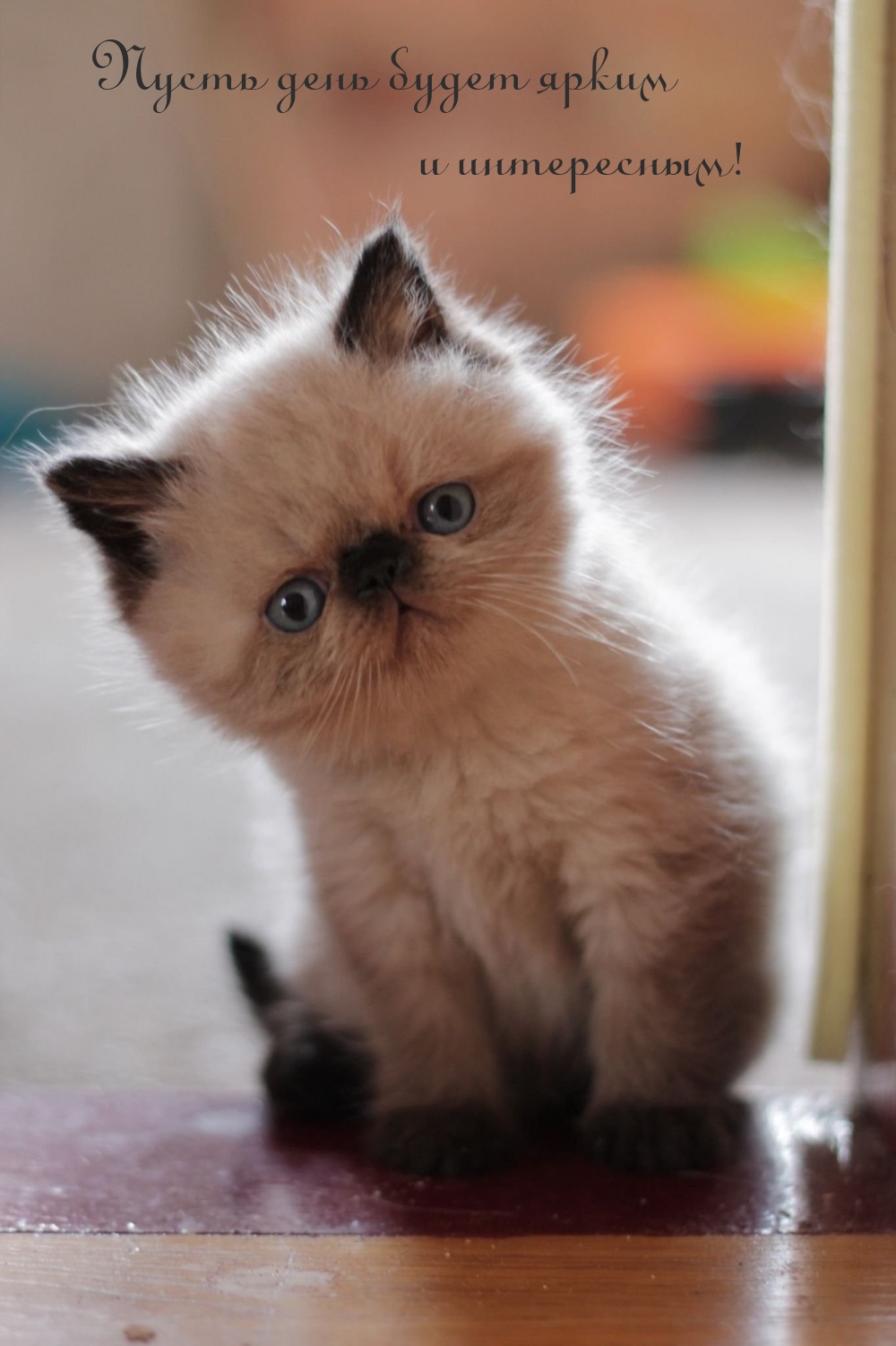 Пусть день будет ярким и интересным!