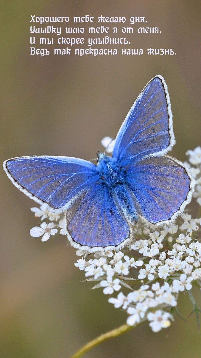 Хорошего тебе желаю дня, улыбку шлю тебе я от меня