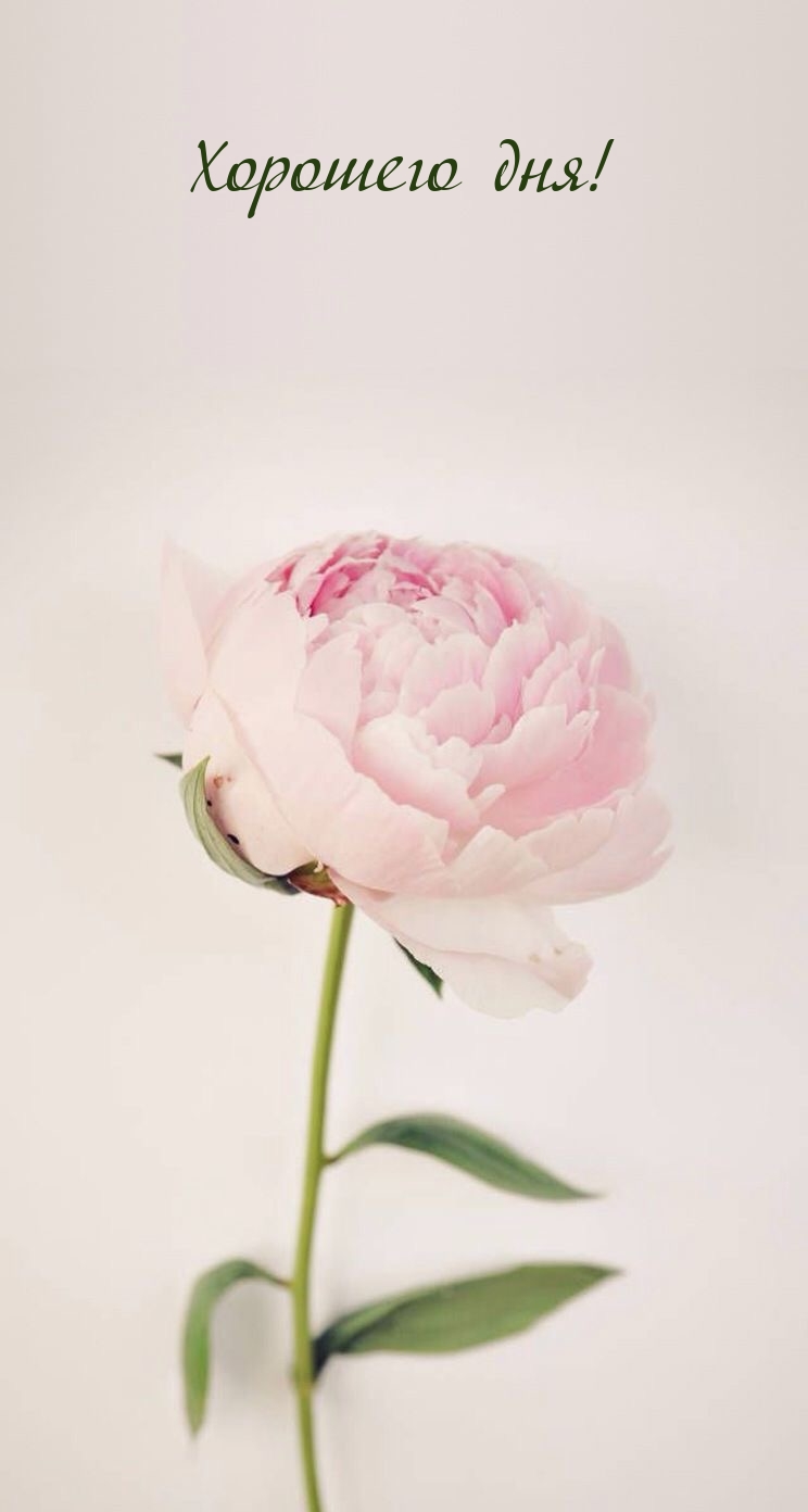 Хорошего дня!