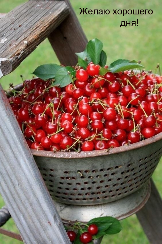 Желаю хорошего дня!