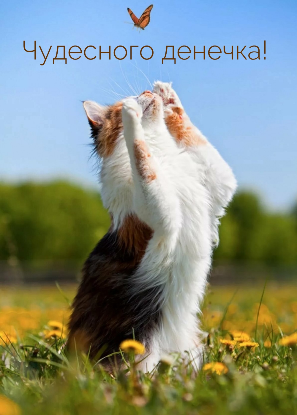 Чудесного денечка!