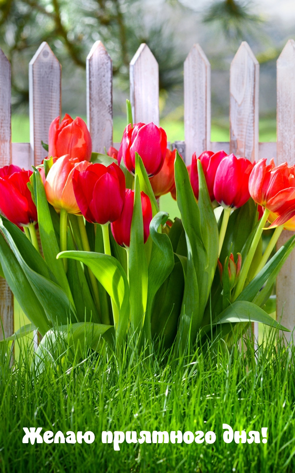 Желаю приятного дня!