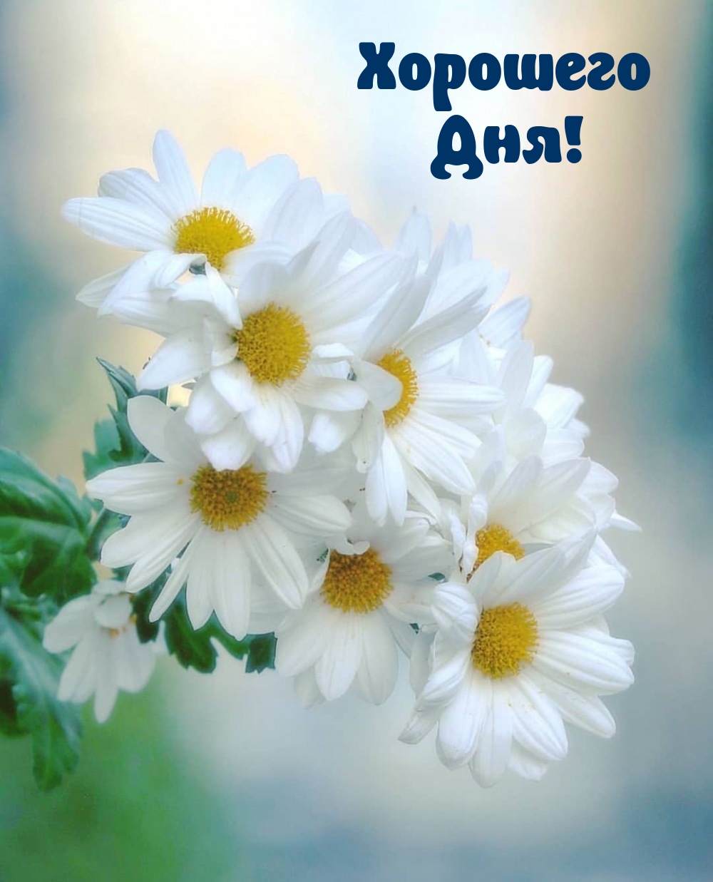 Хорошего Дня!