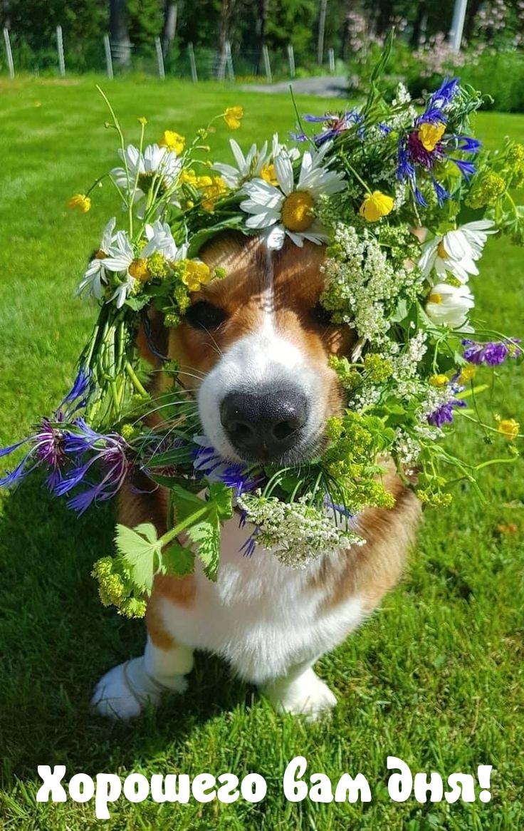 Хорошего вам дня!