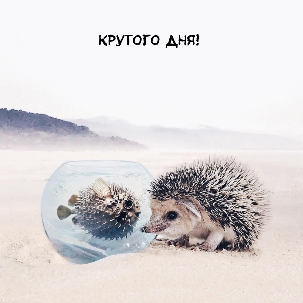 Крутого дня!