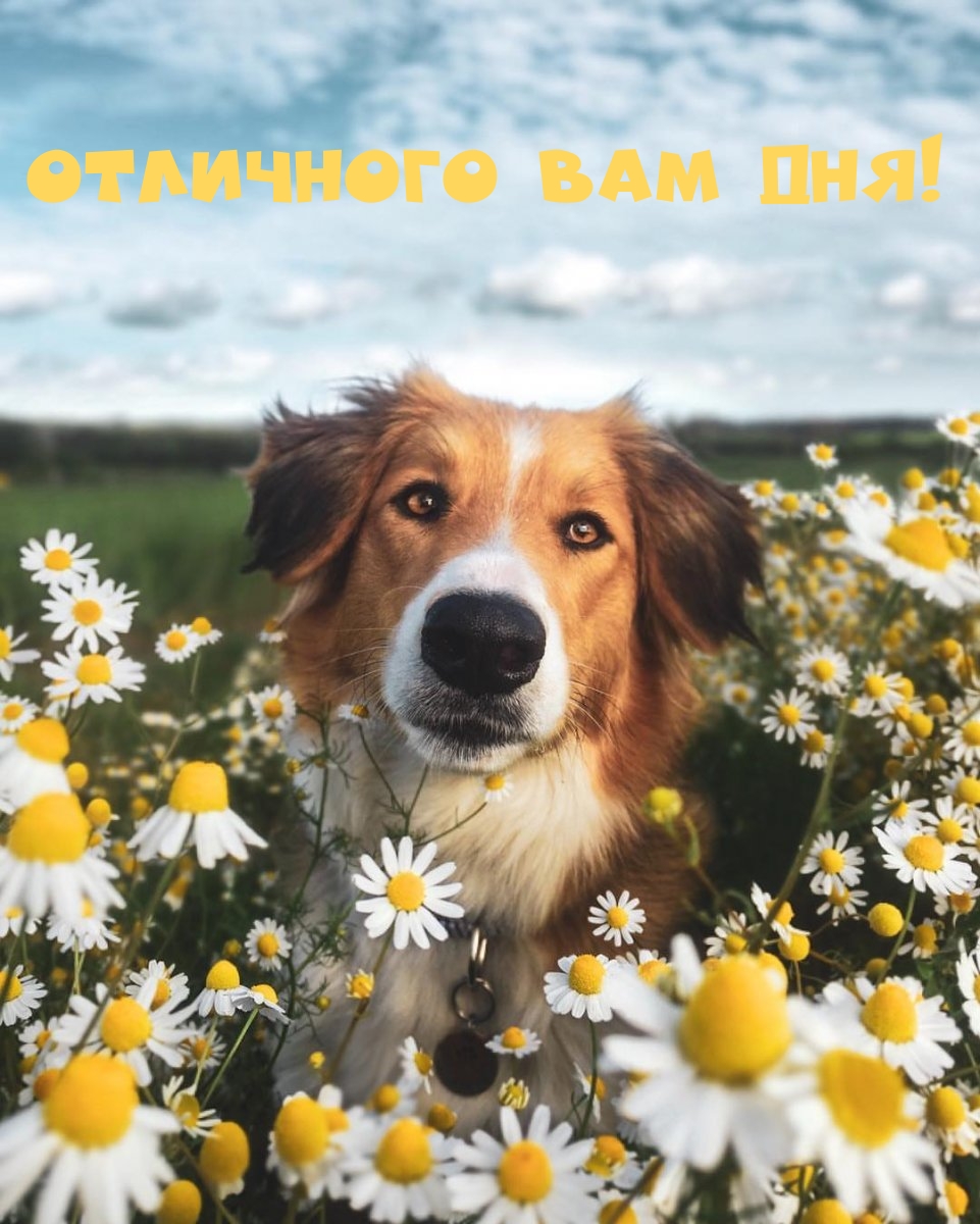 Отличного вам дня!