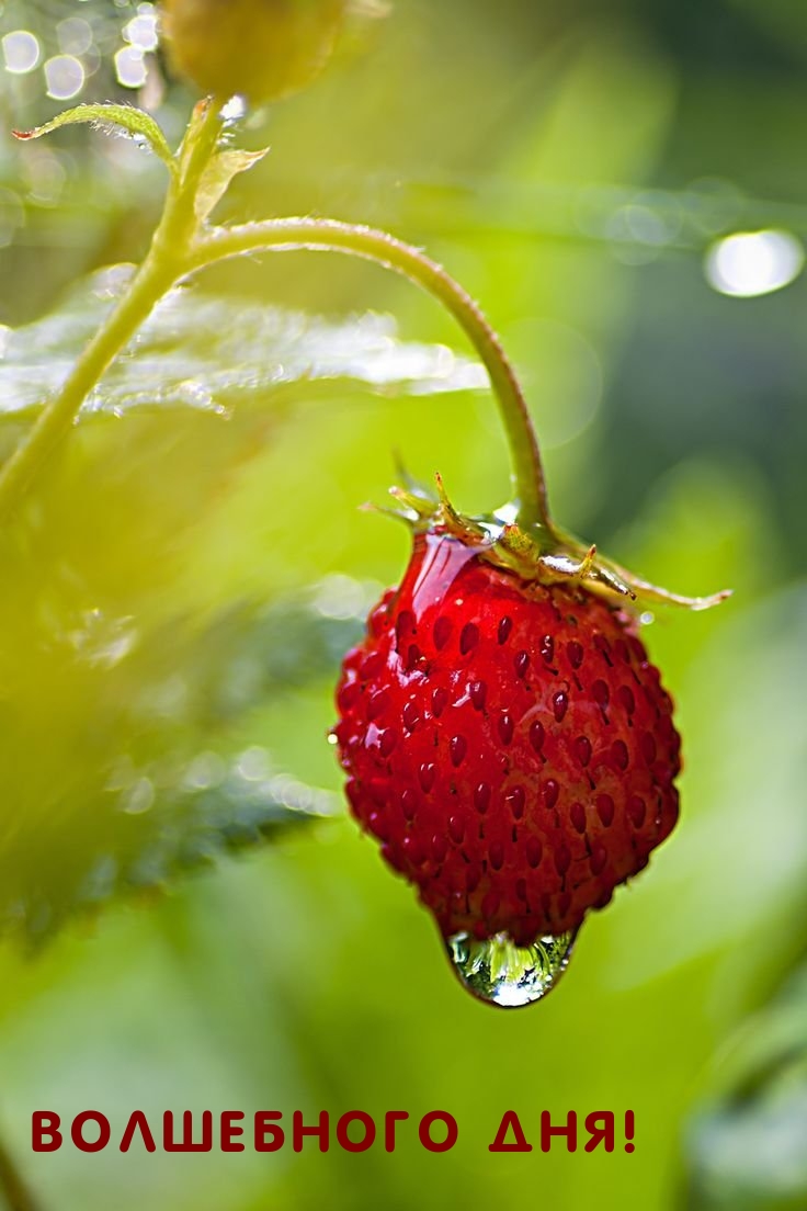 Волшебного дня!