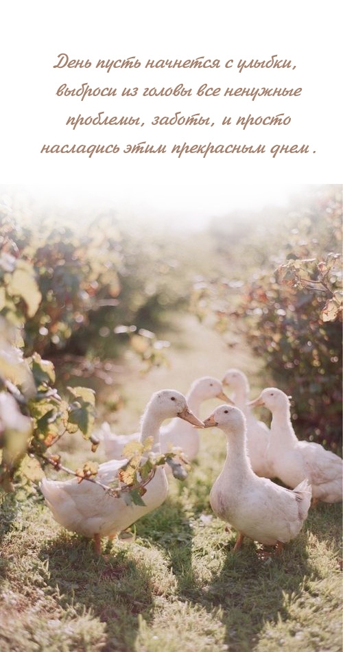 День пусть начнется с улыбки