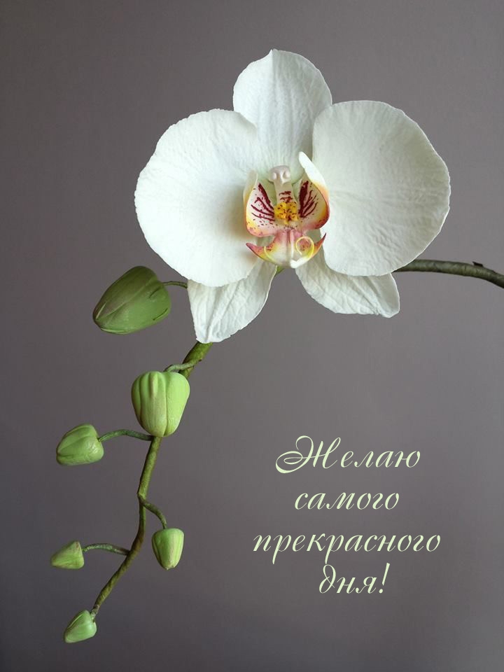 Желаю самого прекрасного дня!