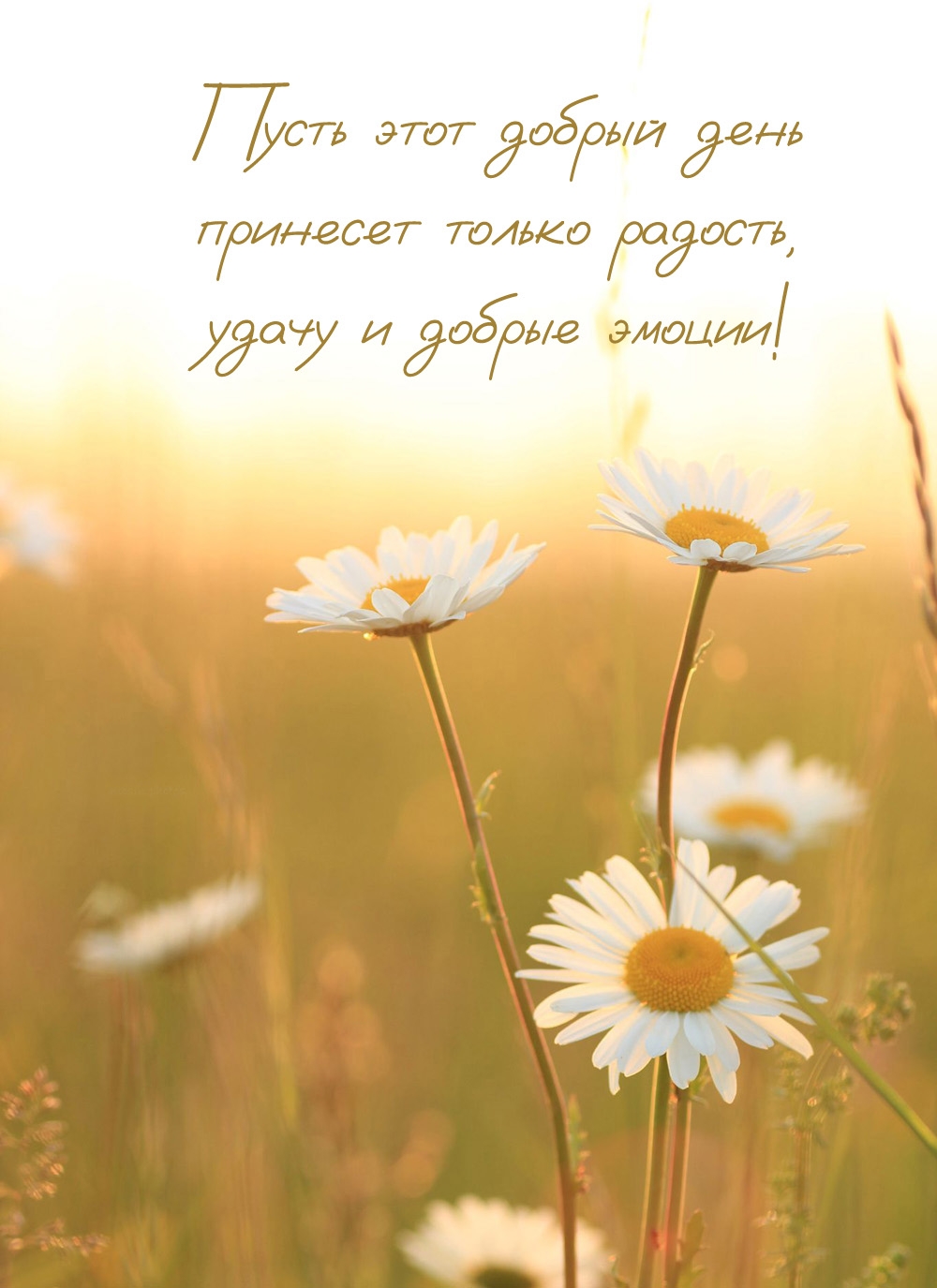 Пусть этот добрый день принесет только радость, удачу 