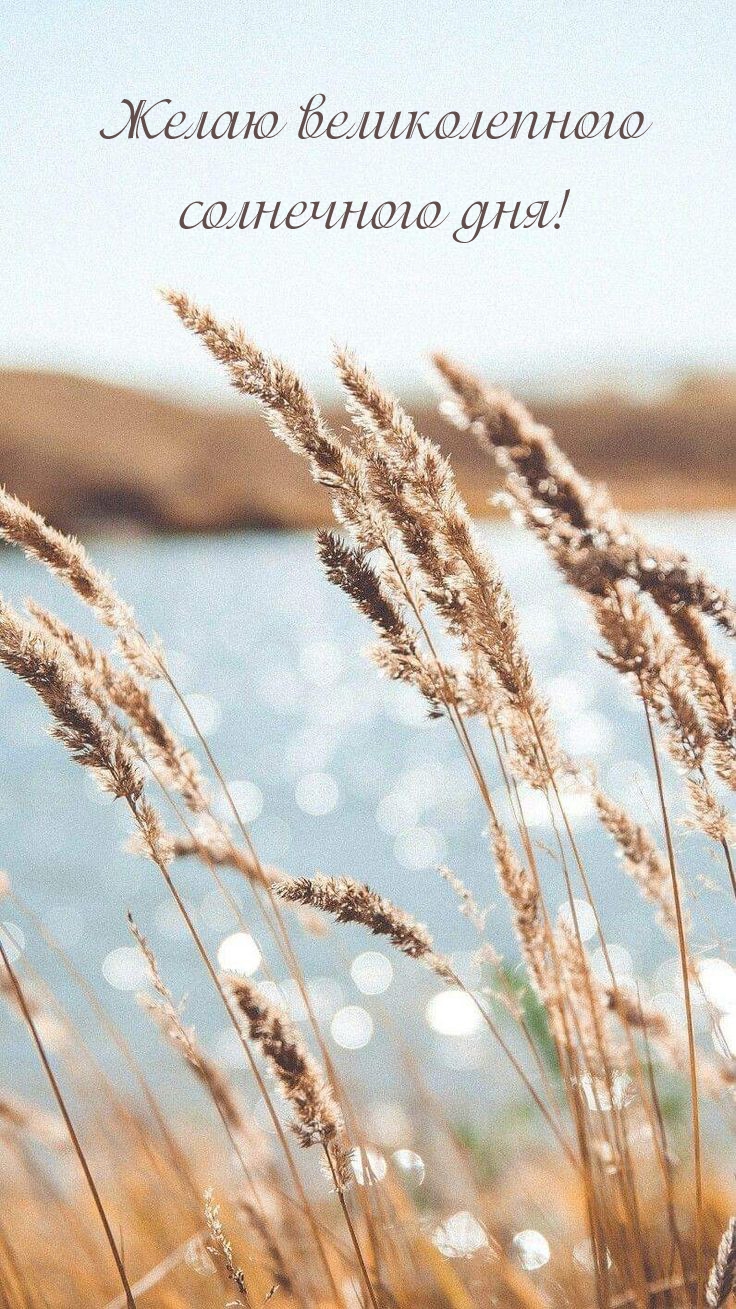 Желаю великолепного солнечного дня!