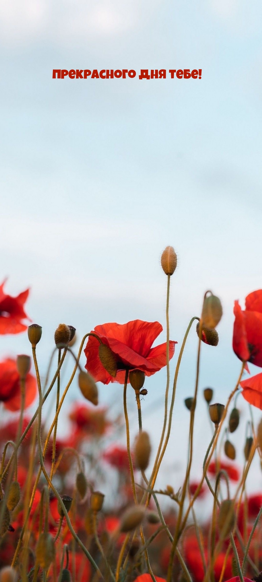 Прекрасного дня тебе!