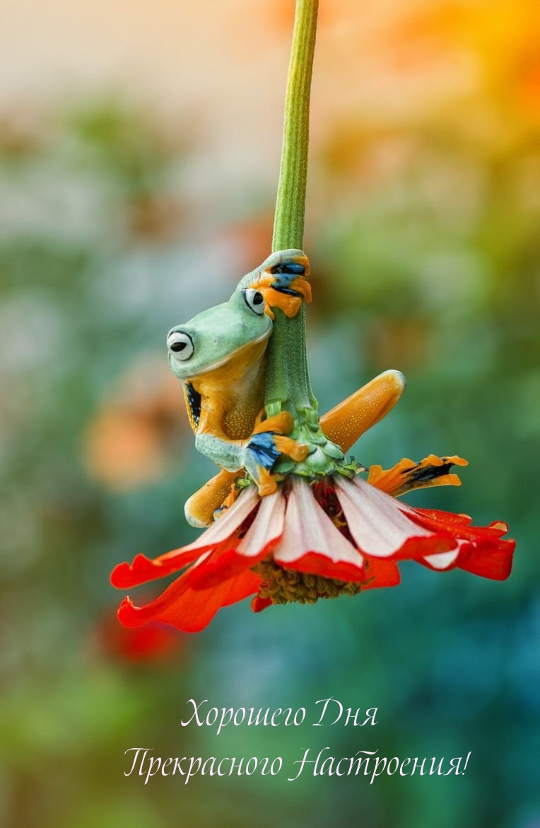 Хорошего Дня Прекрасного Настроения!