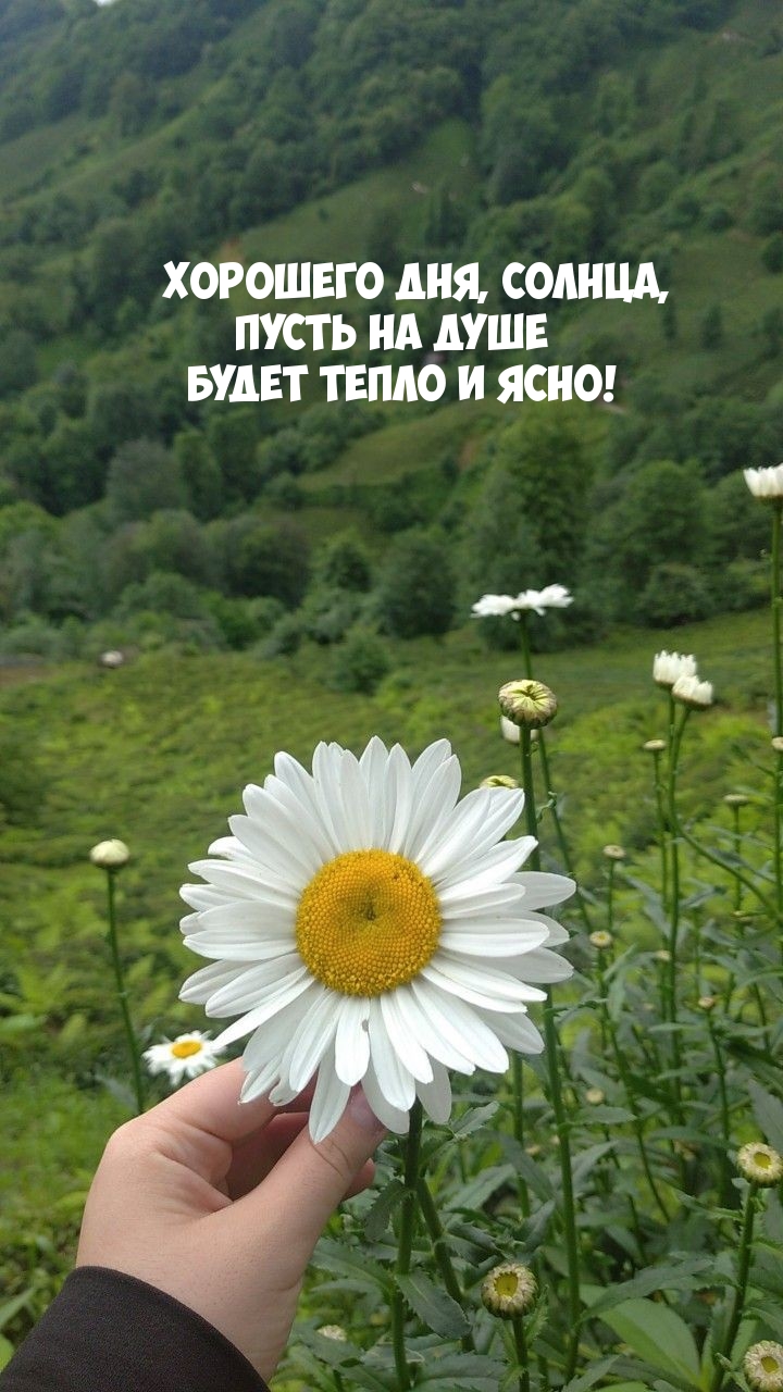 Хорошего дня, солнца, пусть на душе будет тепло и ясно!