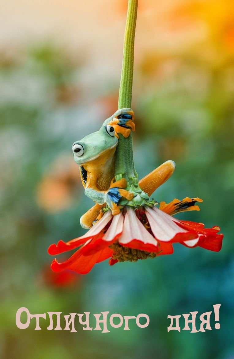 Отличного дня!