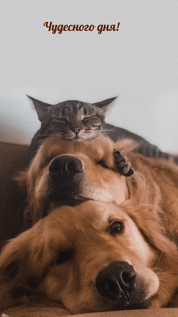 Чудесного дня!