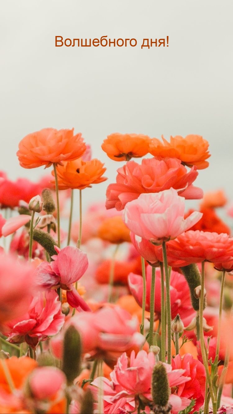 Волшебного дня!