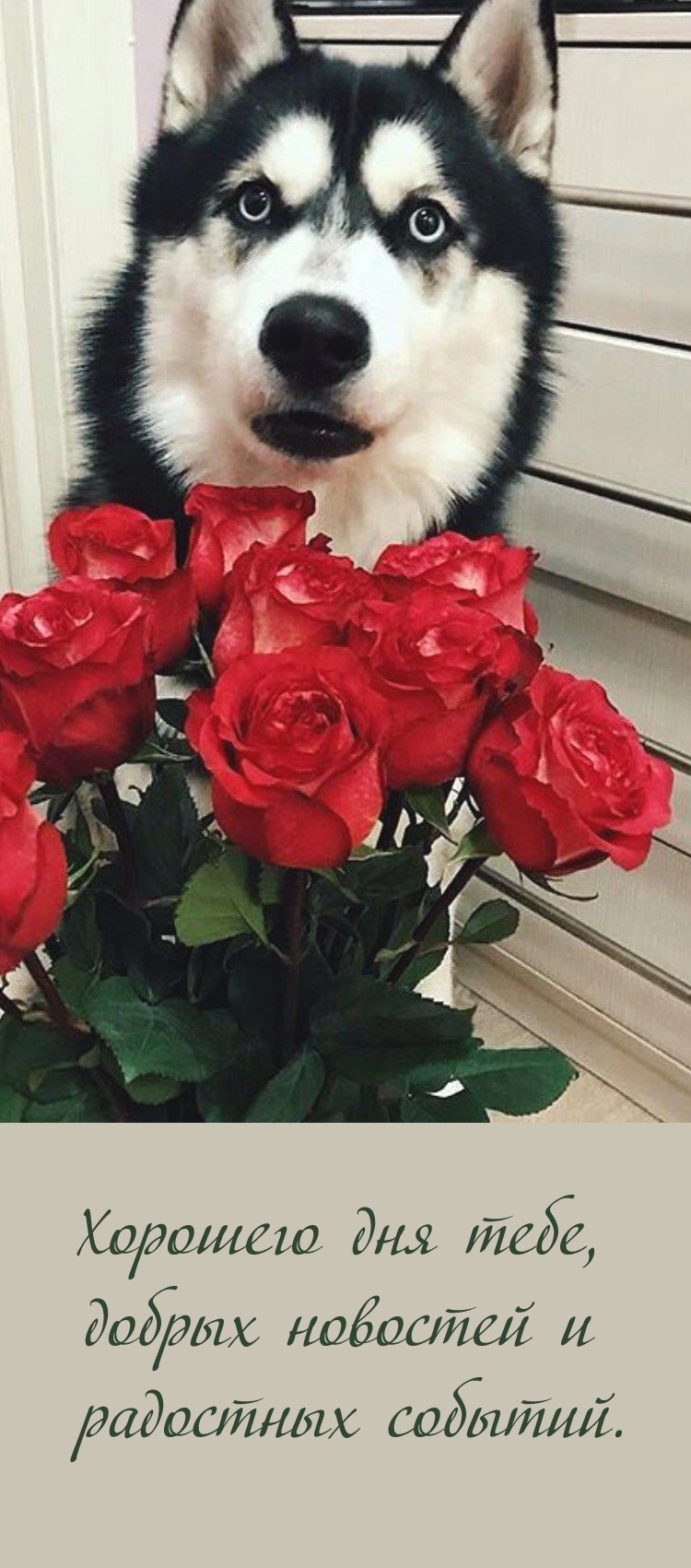 Хорошего дня тебе, добрых новостей и радостных событий.