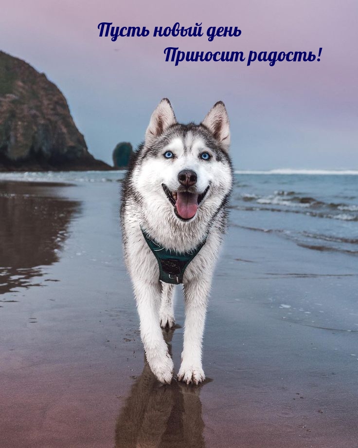 Пусть новый день приносит радость!   