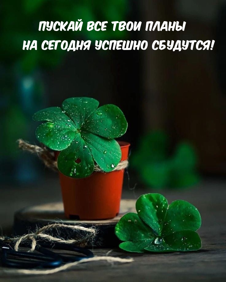 Пускай все твои планы на сегодня успешно сбудутся!