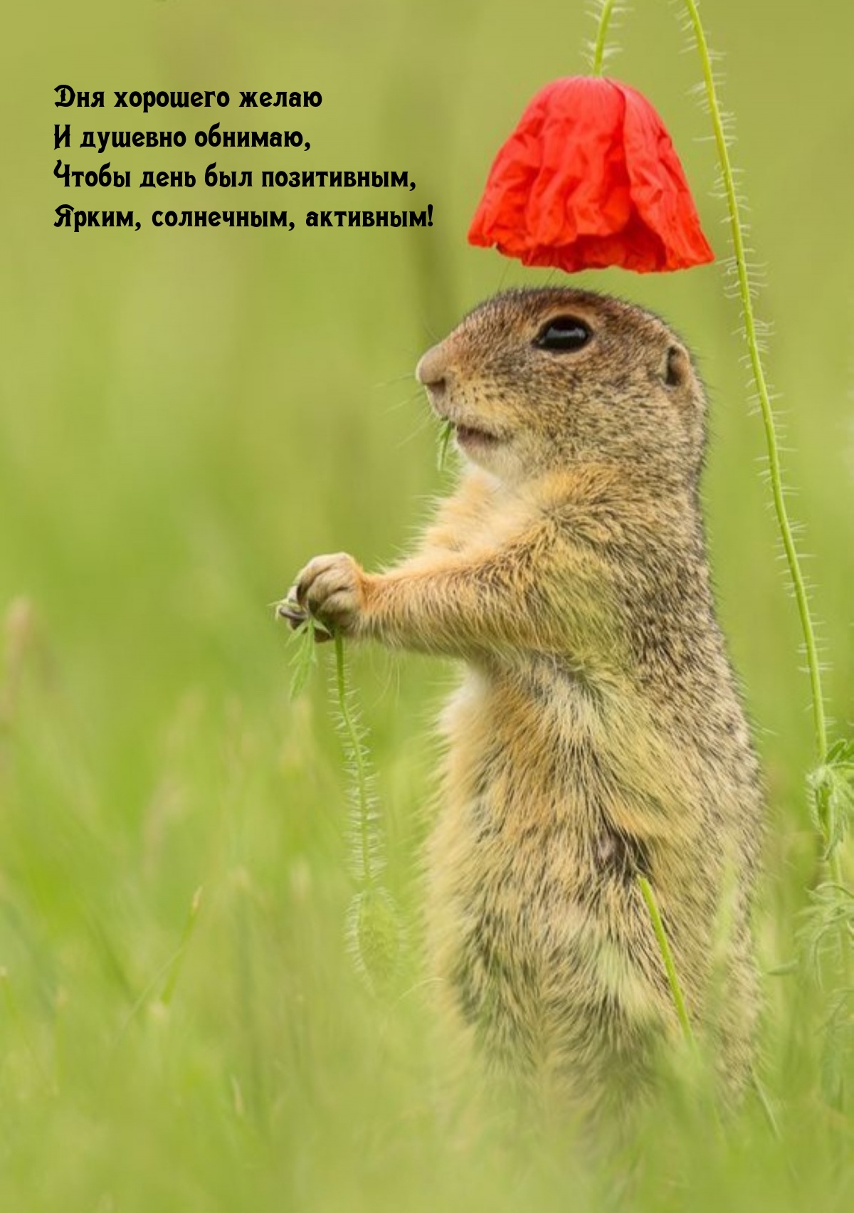 Дня хорошего желаю и душевно обнимаю, чтобы день был позитивным