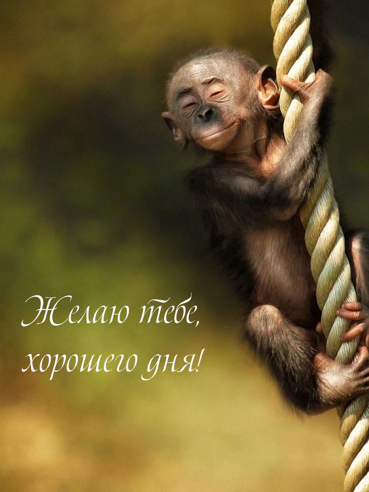 Желаю тебе, хорошего дня!