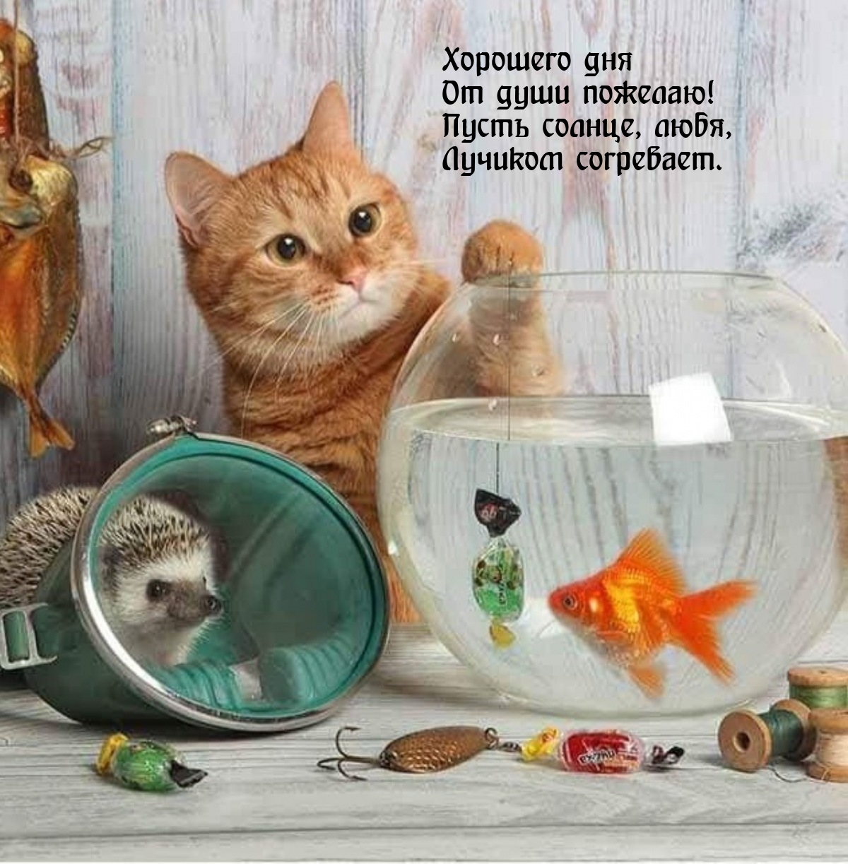 Хорошего дня от души пожелаю! Пусть солнце лучиком согревает.