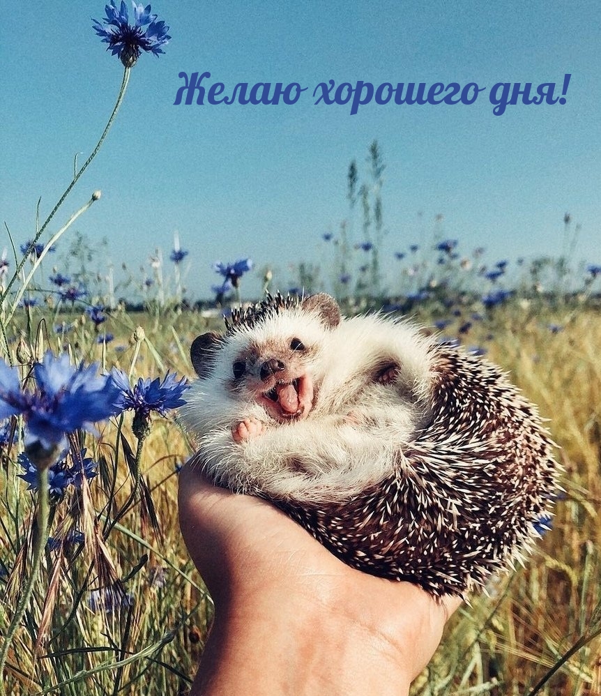 Желаю хорошего дня!
