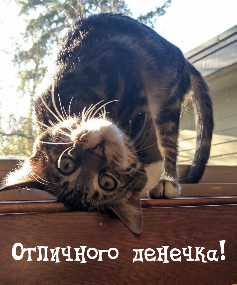 Отличного денечка!
