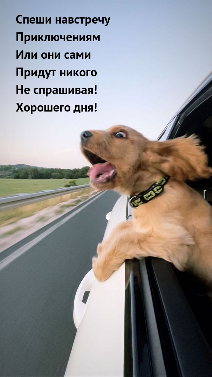 Хорошего дня! Спеши навстречу приключениям 