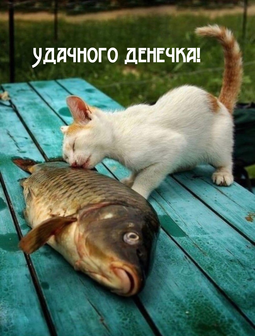 Удачного денечка!