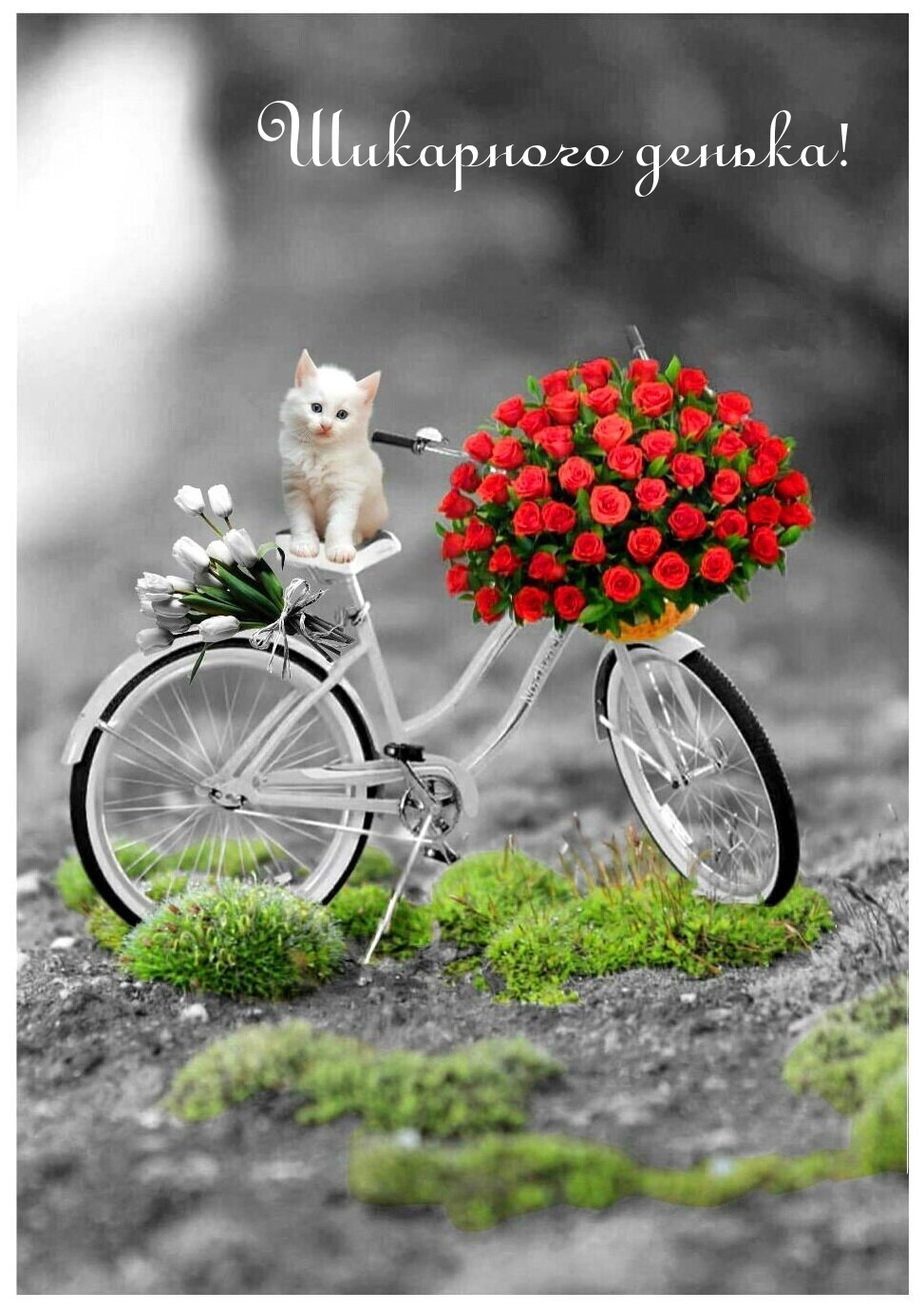 Шикарного денька!