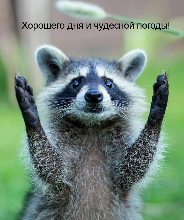 Хорошего дня и чудесной погоды!
